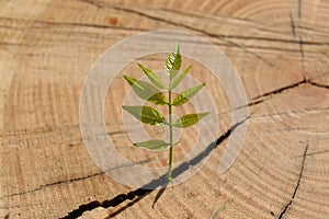 Young seedling growing out of tree stump, closeup. New life concept