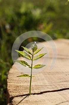 Young seedling growing out of tree stump outdoors. New life concept