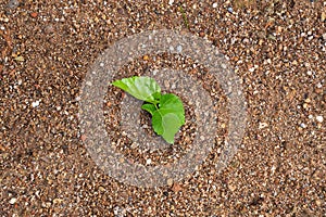 Young seedling growing on soil in natural habitats. New life and hope concept.