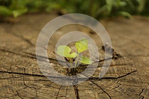 Young seedling growing from tree stump, closeup. New life concept