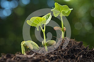 Young seedling grrow from soil