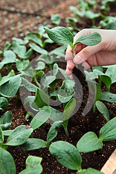 A young seedling in the hands of a woman.Growing seedlings in a greenhouse.Spring-summer season for growing crops. Vertical photo