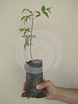 Young Seedling of Neem Azadirachta indica in Black Poly Pot on Single Hand for Planting on Site