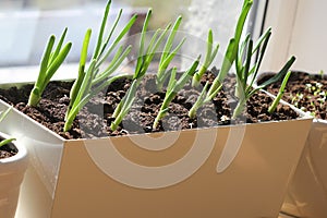Young seedling of onion, basil, spinach growing in pot on windowsill . Gardening concept.