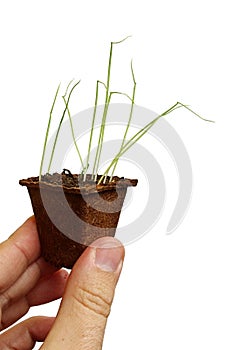 Young seedling plant of Chives, latin name Allium schoenoprasum, in cardboard rooting pot, held in gardener hand