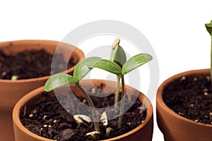 Young Seedling Plants Growing Healthy