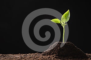 Young seedling in soil on black background