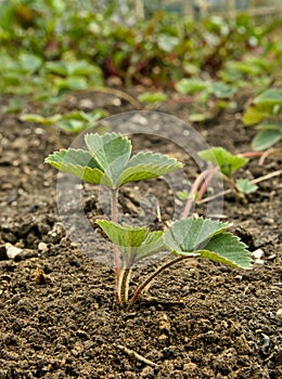 Young seedling of strawberry in the garden