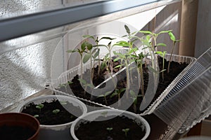 Young seedling tomato and basil plants, grown from seeds in boxes at home