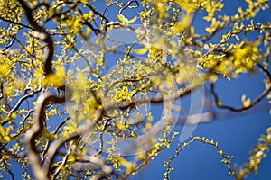 Young seedling of weeping willow agianst spring blue sky