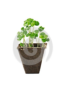 Young seedlings of basil in a small pot