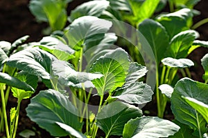 Young seedlings of cabbage. Organic farming, growing seedlings in a greenhouse