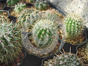 Young seedlings of cactus Notocactus horstii