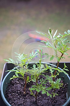 young seedlings of Chernobryvtsy flowers in pots on the balcony
