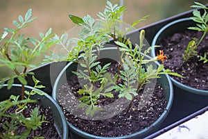 young seedlings of Chernobryvtsy flowers in pots on the balcony