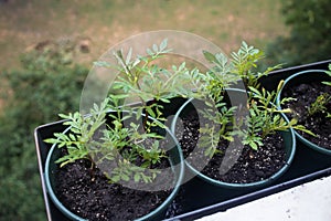 young seedlings of Chernobryvtsy flowers in pots on the balcony