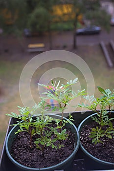 young seedlings of Chernobryvtsy flowers in pots on the balcony