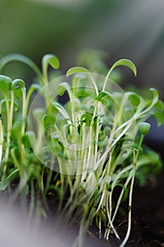 Young seedlings close-up.