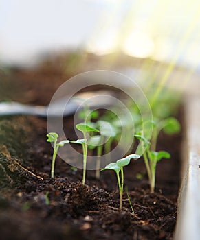 Young seedlings close-up.