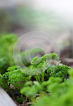 Young seedlings close-up.