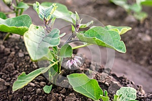 Young seedlings of eggplant plants on farm field plantation. Solanum melongena L. Agroindustry and agribusiness. European organic