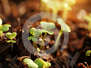 Young seedlings germinate from seed