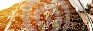 Young seedlings of green sprouts of tomato plant growth planted in soil earth in a small greenhouse in a garden bed on a homestead