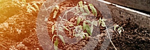 young seedlings of green sprouts of tomato plant growth planted in soil earth in a small greenhouse in a garden bed on a homestead