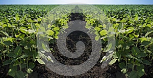 Young seedlings of green zucchini growing in a field of soil. Close up on sprouting agricultural brocli on a field at sunset