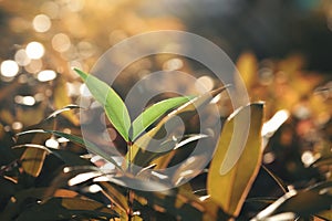 Young seedlings growing on a stump and sun to sustain life