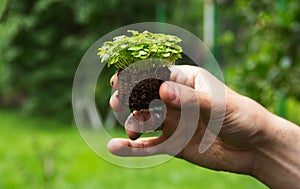 Young seedlings in hands. Green plant with earth in male hand