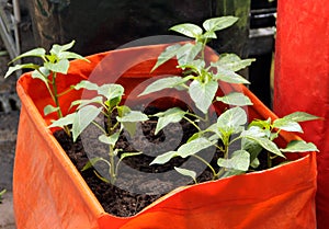 Young seedlings of pepper