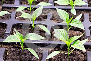 Young seedlings of pepper. Banner of Seedlings. Gardening. Chilli Pepper seedlings. Young plant