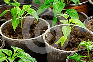 Young seedlings of pepper. Green sprout of young plant. Gardening. Growing of plant