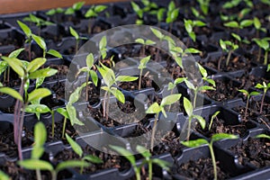 Young seedlings of pepper seeds sprouted in the ground in spring