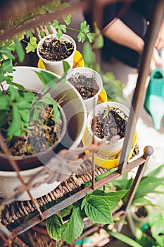 Young seedlings planted in a urban garden