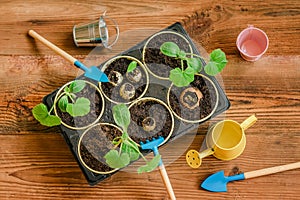 Young seedlings in planting pots and Gardener tools. Top view. Concept of spring, Gardening, horticulture