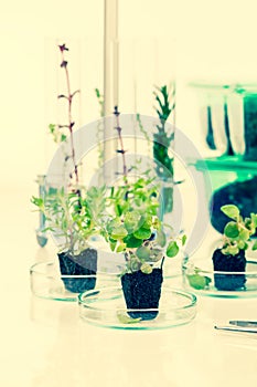 Young seedlings of plants for seedlings.