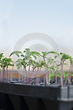 Young seedlings from tomato seeds harvested in container