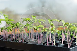 Young seedlings from tomato seeds harvested in container exposed to the sun in the greenhouse