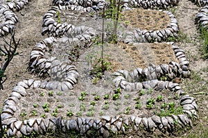 Young seedlings in a tropical garden of coconut shell. Island Bali, Indonesia
