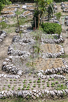 Young seedlings in a tropical garden of coconut shell. Island Bali, Indonesia