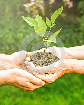 Young and senior hands holding green plant.