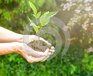 Young and senior hands holding green plant.