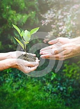 Young and senior hands holding green plant.