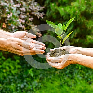 Young and senior hands holding green plant.