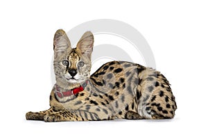 Young Serval cat kitten, Isolated on white background.