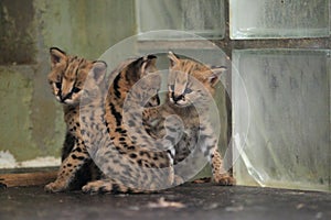 Young servals