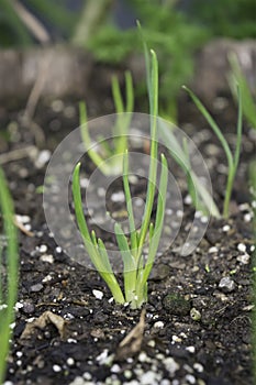 Young shallot plants are start to grow from the ground