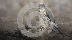 Young Sharp-Shinned Hawk on Windy Day Holding onto Branch - Accipiter striatus